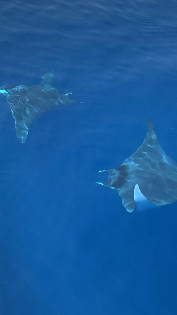 contactez amv facilement et gratuitement par téléphone pour toute question ou besoin d'assistance. profitez d'un service client réactif et à votre écoute.