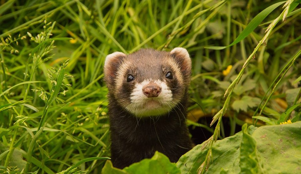 découvrez comment assurer votre habitat en présence de furets : conseils sur les polices d'assurance adaptées, précautions à prendre pour vos animaux et astuces pour éviter les accidents domestiques.