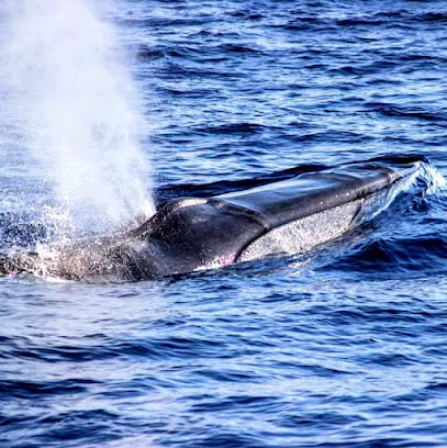 découvrez les horaires d'ouverture d'amv pour planifier vos visites en toute simplicité. restez informé sur les services offerts et les disponibilités.