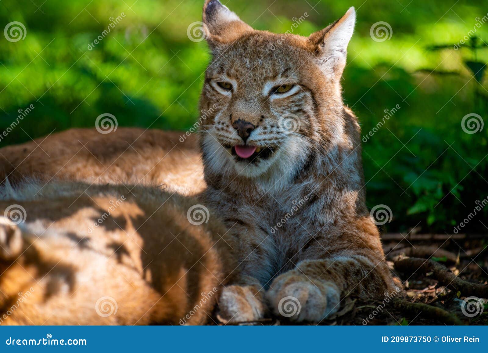 découvrez le lynx, un prédateur fascinant de la faune sauvage. explorez son habitat, ses comportements de chasse et son rôle essentiel dans l'équilibre écologique. apprenez-en plus sur cet animal emblématique et les menaces qui pèsent sur sa survie.