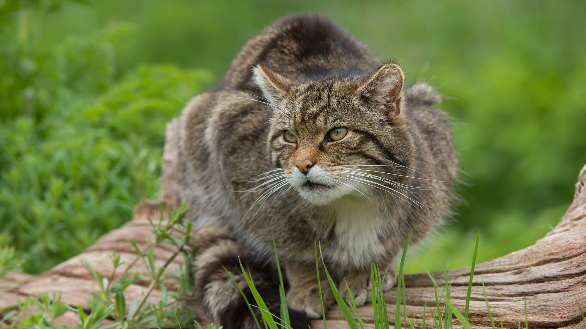 découvrez notre guide complet sur lynx assurance auto. comparez les offres, les garanties et les tarifs pour trouver l'assurance auto qui correspond à vos besoins. profitez de conseils utiles et d'astuces pour faire le meilleur choix en matière d'assurance automobile.